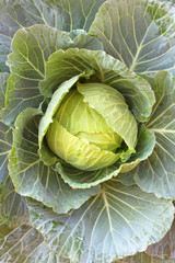 Cabbage