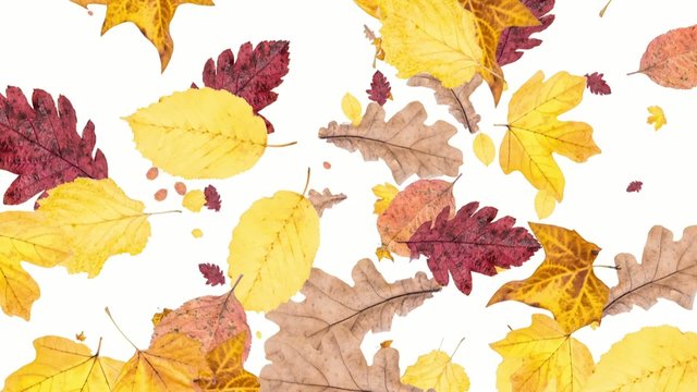 Falling Leaves as background video (with Alpha)