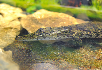 Baby Cuban crocodile