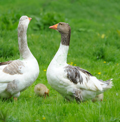 Geese are on a green grass