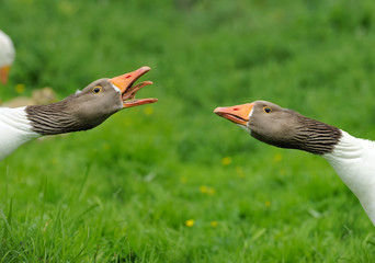 Geese with a defensive attitude