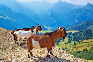Three small goats