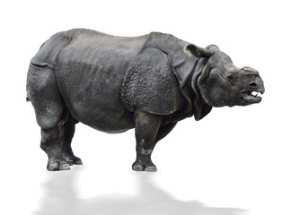 Indian  Rhinoceros