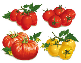 set of different varieties of tomatoes