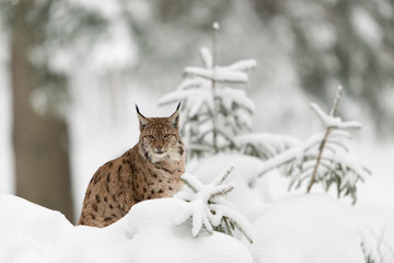 Naklejka premium Eurasischer Luchs, Eurasian lynx, Lynx lynx