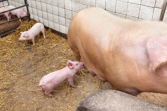 Sow pig with piglets