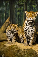 Jaguar Family