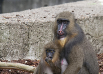 Mandrill monkey with young