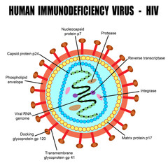 Structure of human immunodeficiency virus - obrazy, fototapety, plakaty
