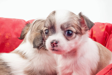 adorable Chihuahua puppy looking at camera