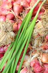 Shallot - asia red onion