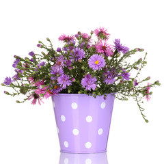 beautiful bouquet of purple flowers in metal pot isolated