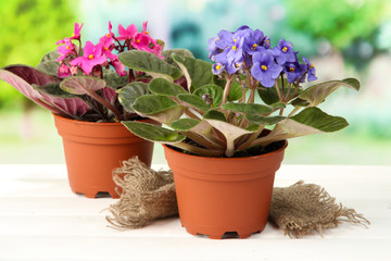 Bright saintpaulias on natural background