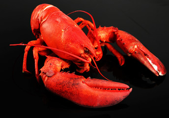 Red lobster, on black background
