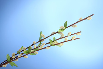 Pussy-willow twigs on blue background