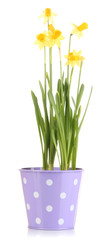 Fototapeta premium Beautiful yellow daffodils in flowerpot isolated on white