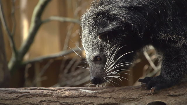Binturong walks in slow motion over tree trunk