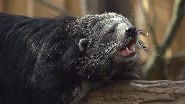 Binturong is on tree trunk and yawns in slow motion