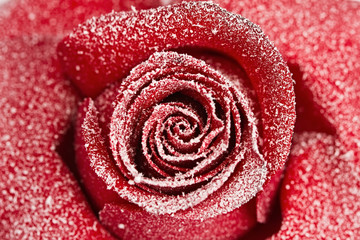 Obraz premium Frozen red rose in white frost