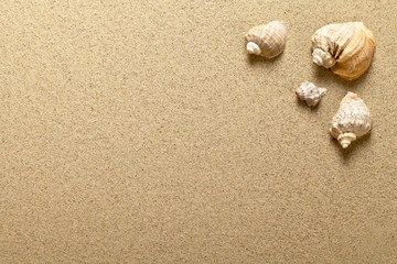 Fototapeta na wymiar Muszle na piasku