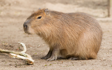 Capybara (Hydrochoerus hydrochaeris) sitting in the sand