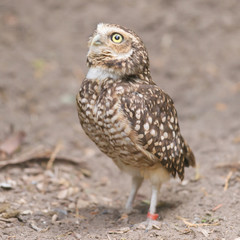 Burrowing owl (Athene cunicularia) in captivity