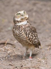 Burrowing owl (Athene cunicularia) in captivity