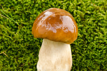 closeup penny bun boletus edulis cep mushroom