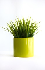 Decoration grass in a pot