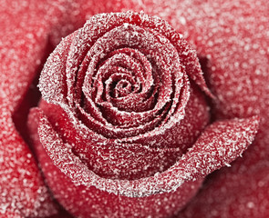 Frozen red rose in white frost