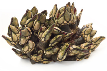 Seafood 