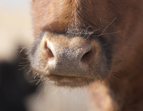 Cow nose close up