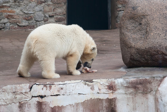 Polar bear (Ursus Maritimus) cub eats meat