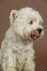 beautiful West highland White terrier dog