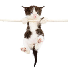 a cute kitten is climbing on the rope. isolated on a white © Ermolaev Alexandr