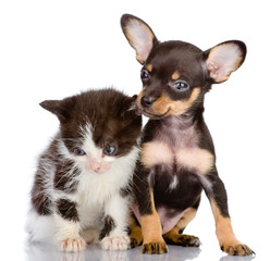 sad kitten and smiling dog. Isolated on a white