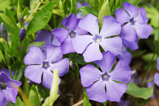 Blue Spring Flowers