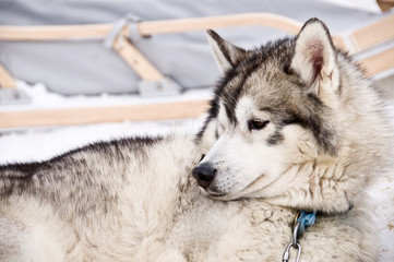 Husky, chien de traîneau