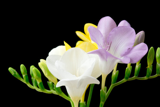 Frezje na czarnym tle