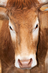 Portrait of a cow