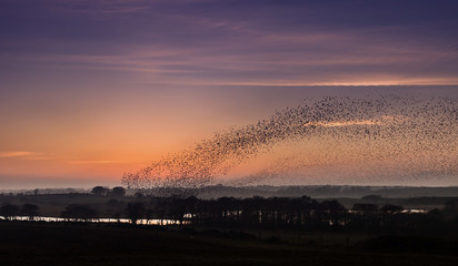 Starlings