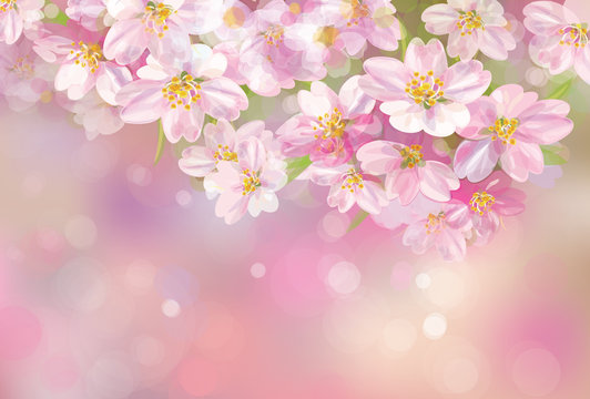 Vector of spring blossoming tree on pink bokeh background.