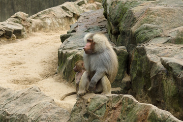 The hamadryas baboon (Papio hamadryas)
