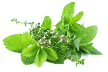 Photo sur Aluminium Aromatique Fresh green herbs