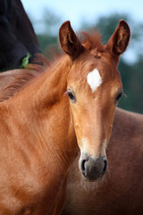 Beautiful chestnut foal portrait in summer