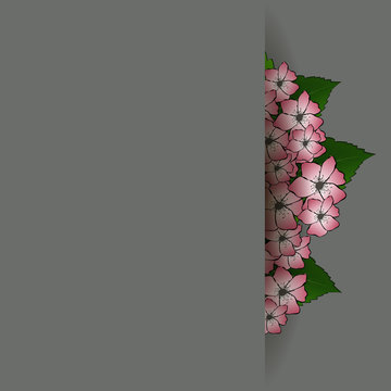vector cherry flowers