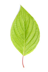 Fototapeta premium Single leaf