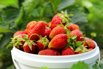 Ripe strawberry in basket on grass