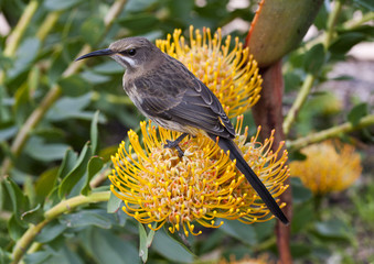 Sugar Bird on a Pin Cushion Protea