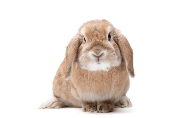 Rabbit on a white background, looking ahead, the breed of dwarf